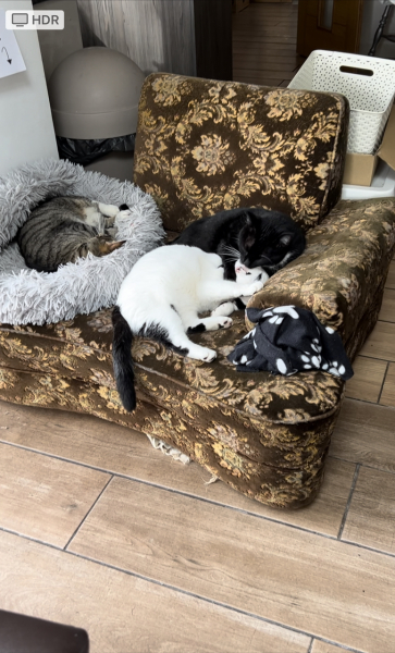 Please can I see pics of your cats?
