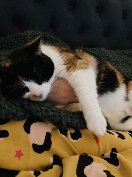 Post your cute kitties 😸