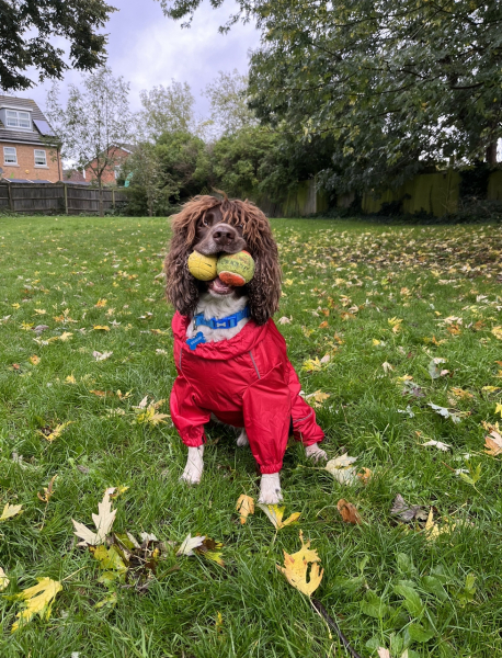 To ask you to come and celebrate your dog with me