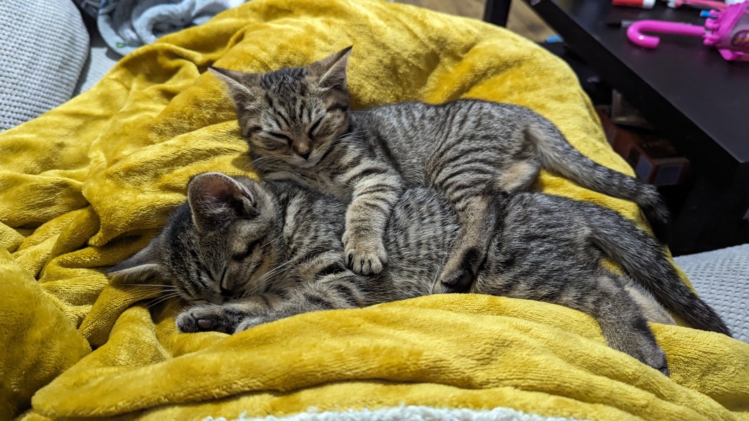 Please can I see pics of your cats?