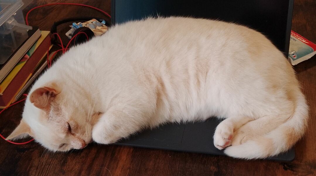Please can I see pics of your cats?