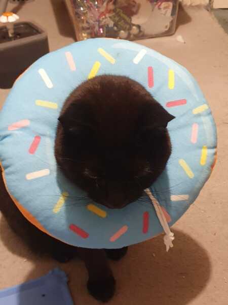 Neutering Tomorrow...