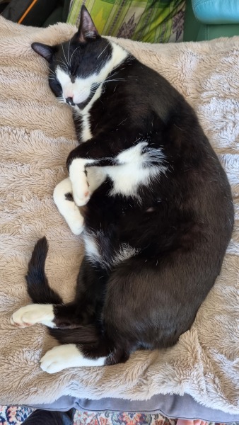Please can I see pics of your cats?