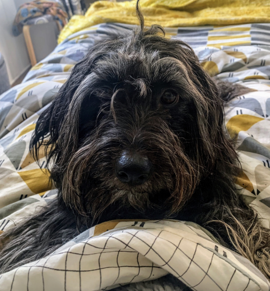 Romanian rescues anyone?