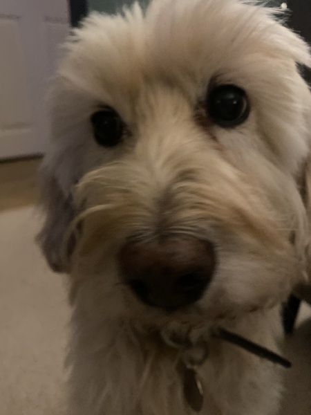 Romanian rescues anyone?