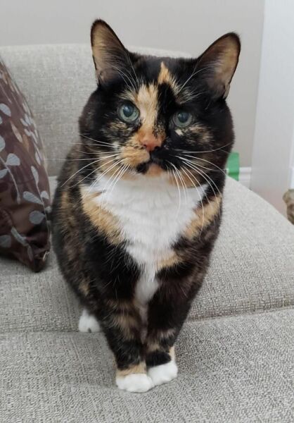 Any tips on persuading Irene to stop clawing the new carpet?