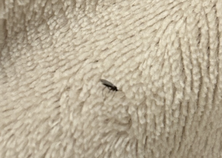What are these bloody flying insects in my house?!