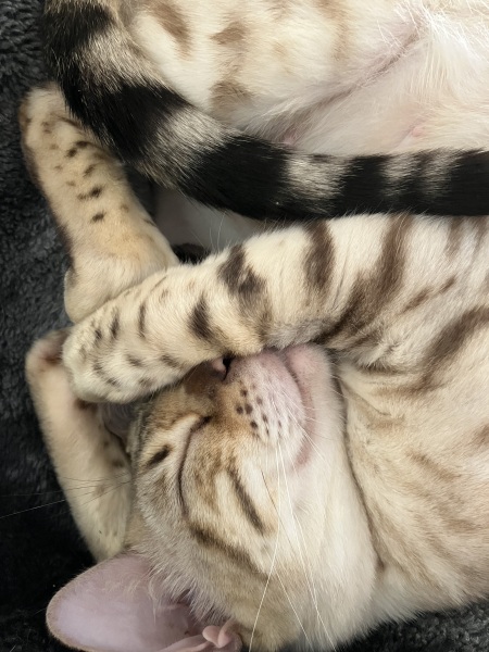Please can I see pics of your cats?