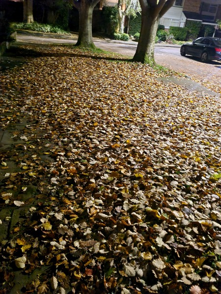 Obsessive neighbour losing the plot over leaves