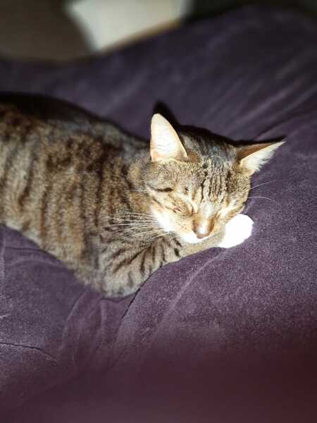 Please can I see pics of your cats?