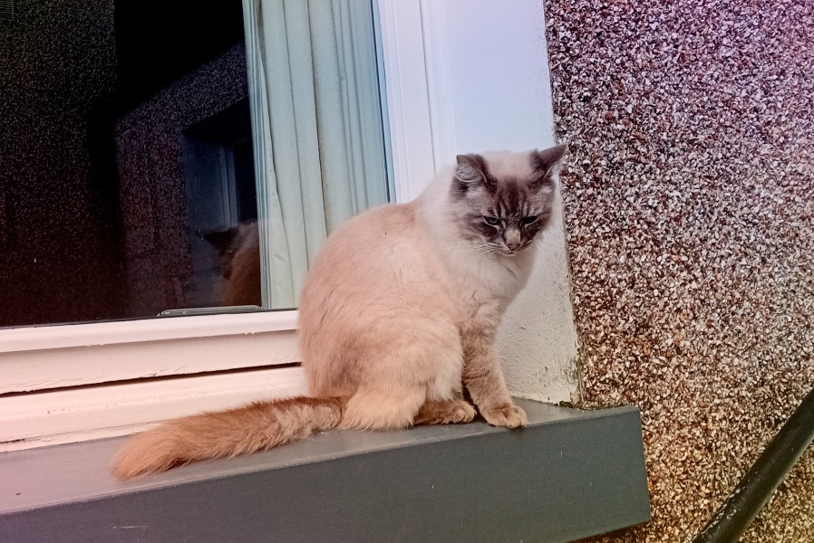 The Very Eventful Lives of the Excellent Cats