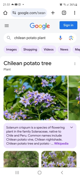 Something like a California lilac