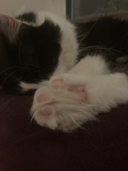 Poll - Your favourite bit of your cat(s)!