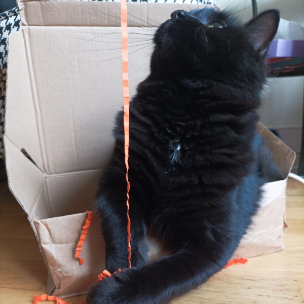Poll - Your favourite bit of your cat(s)!