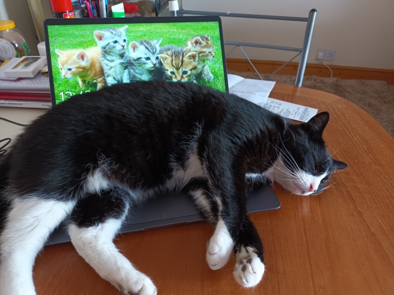Please can I see pics of your cats?
