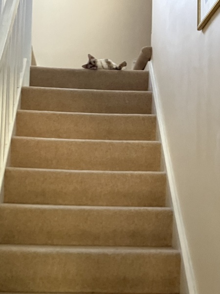 The Very Eventful Lives of the Excellent Cats