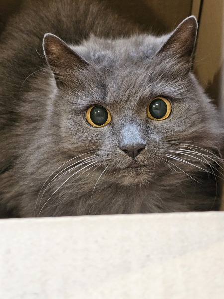 The Very Eventful Lives of the Excellent Cats