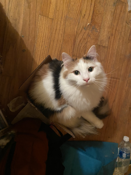 Please can I see pics of your cats?
