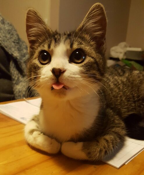 Poll - Your favourite bit of your cat(s)!