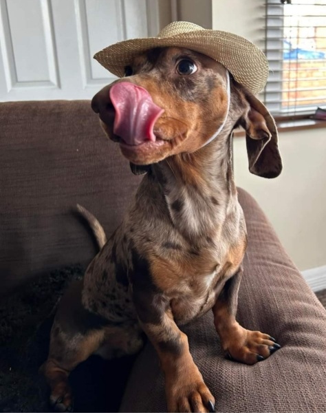 To ask you to come and celebrate your dog with me