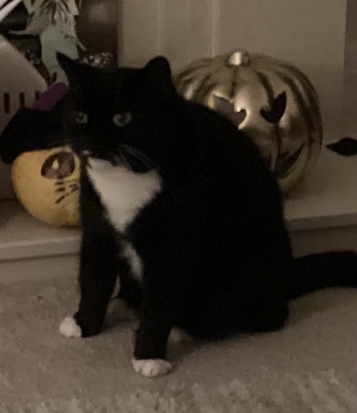 The Very Eventful Lives of the Excellent Cats