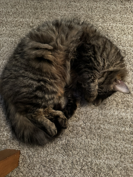 Post your cute kitties 😸