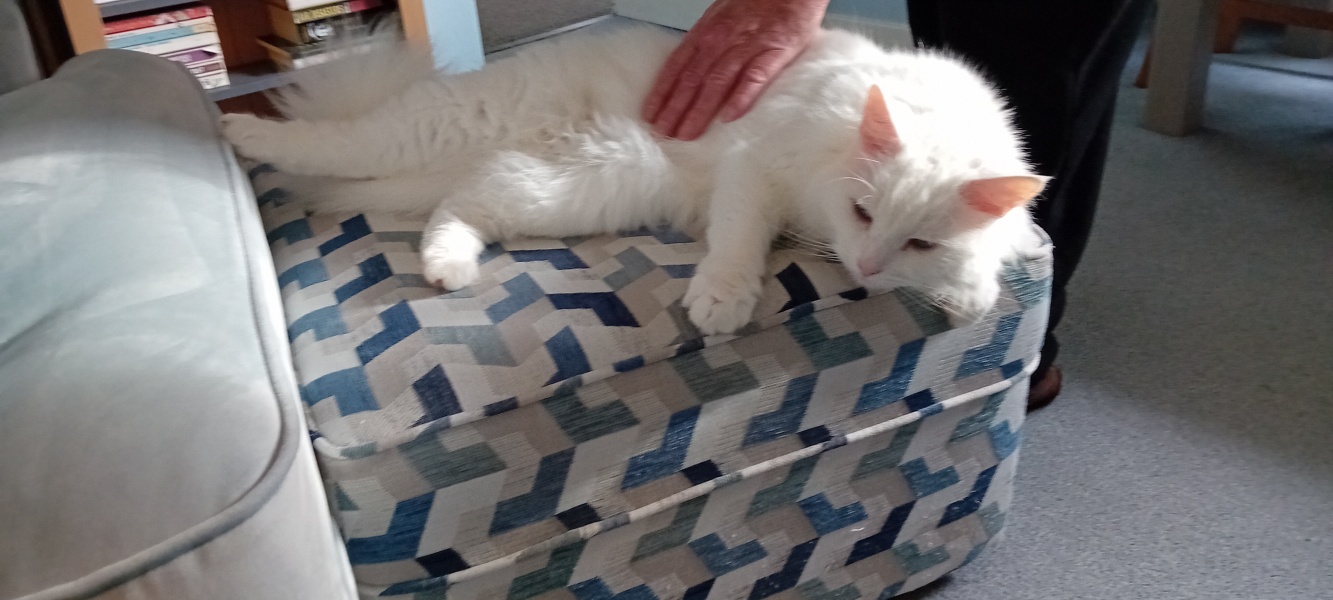 The Very Eventful Lives of the Excellent Cats