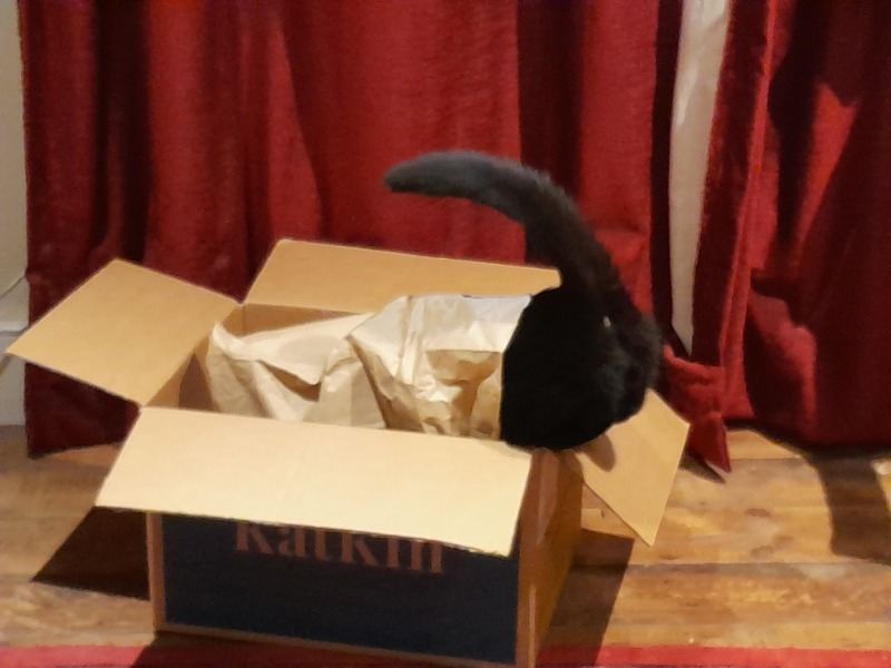 Enrichment for a cat who won't play.
