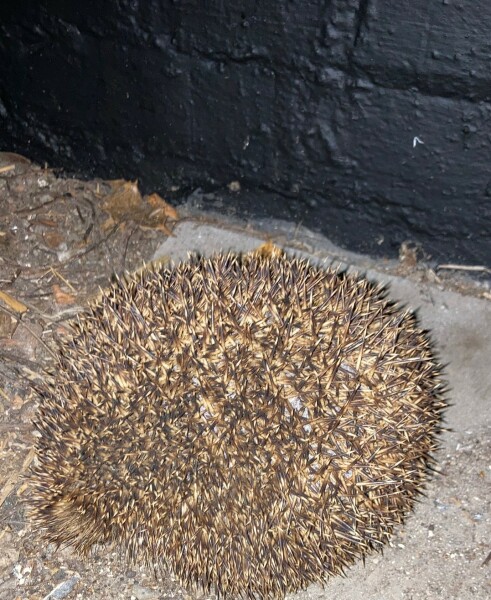 Come and tell me your dull and unexciting news 27: Calmly through the day