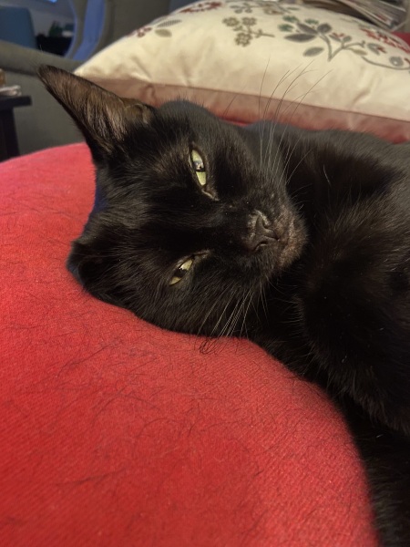 Please can I see pics of your cats?