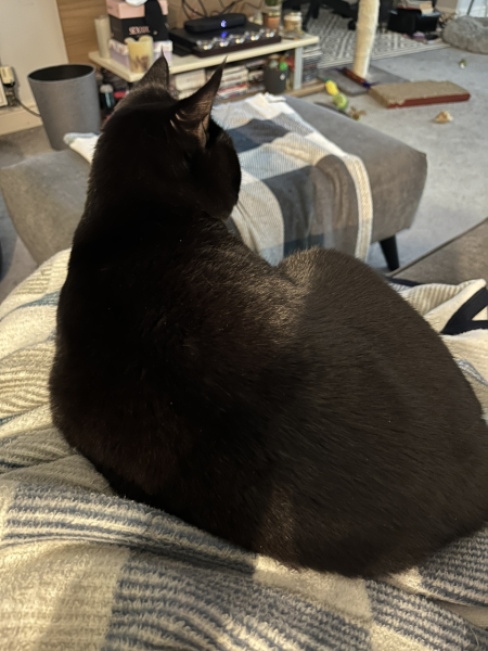 The Very Eventful Lives of the Excellent Cats