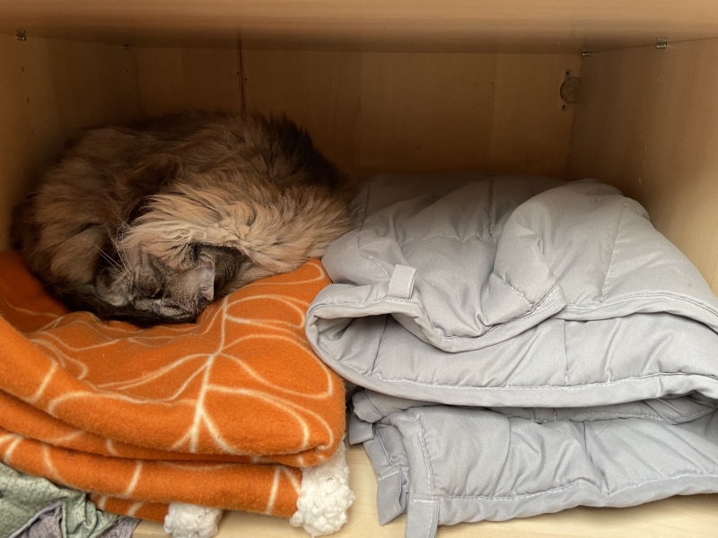 Please can I see pics of your cats?