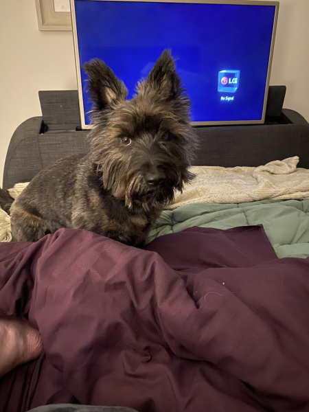 My dog saved my life yesterday