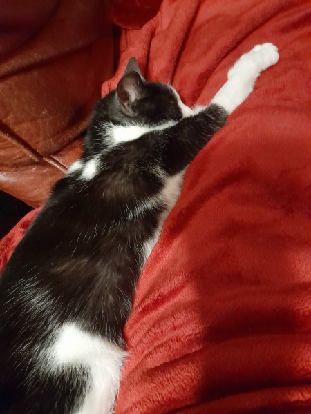 Post your cute kitties 😸
