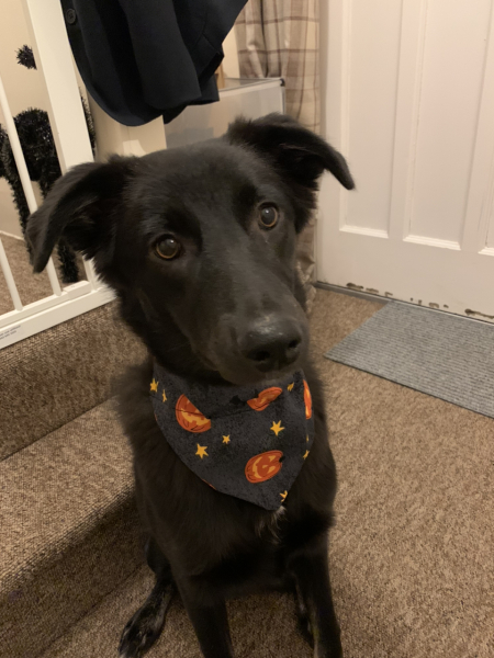 Does anyone else have a mongrel?