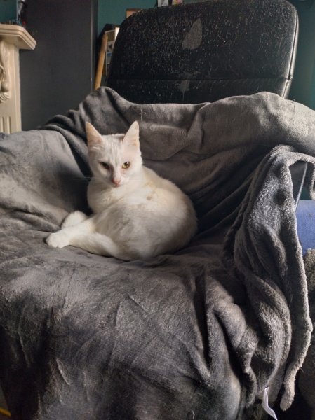 The Very Eventful Lives of the Excellent Cats