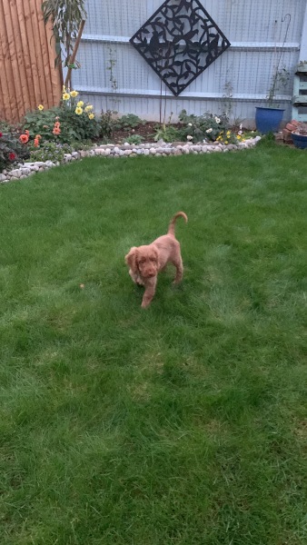 Puppy Survival Thread - for old and new pups