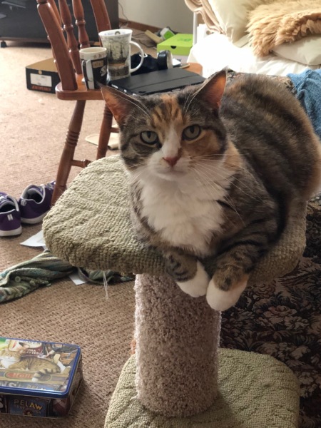 The Very Eventful Lives of the Excellent Cats
