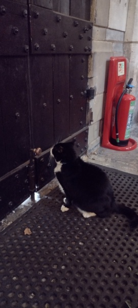The Very Eventful Lives of the Excellent Cats