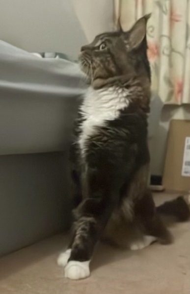 Stage IV cancer? Incurable? Roll up, roll up, this thread is for you!