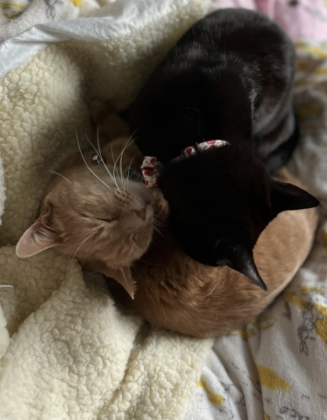 The Very Eventful Lives of the Excellent Cats