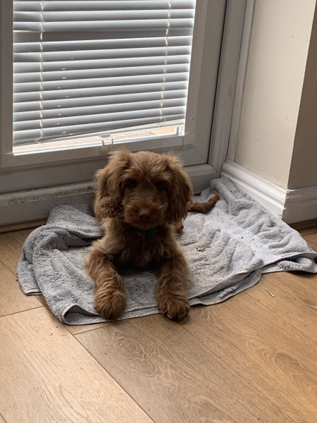 Puppy Survival Thread - for old and new pups heading into winter