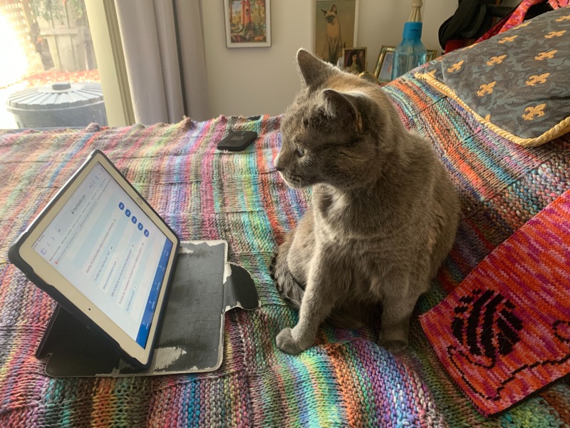 The Very Eventful Lives of the Excellent Cats