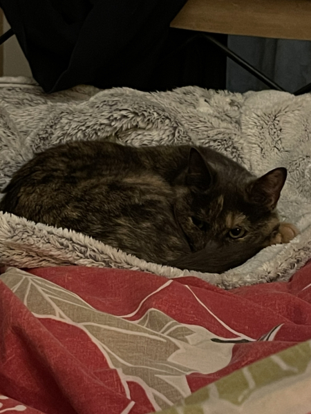 To ask how the HELL do you get rid of a clever mouse?!