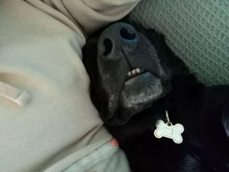 Another dog one....
