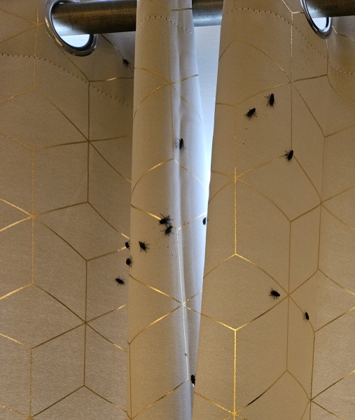 Flies!
