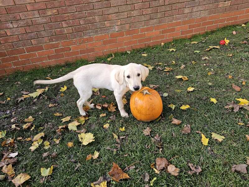 Puppy Survival Thread - for old and new pups heading into winter