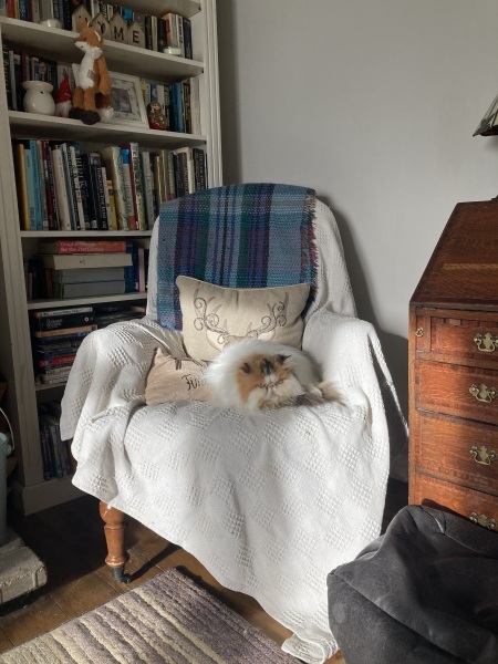 Rd-homed Persian, very matted fur