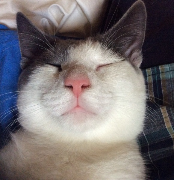 Please can I see pics of your cats?