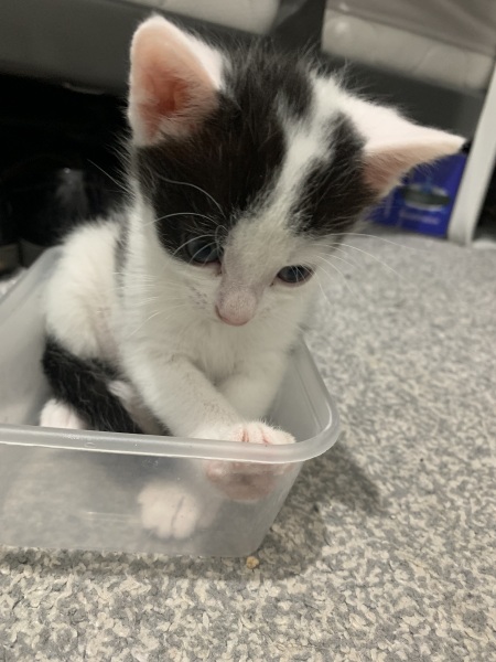 Please can I see pics of your cats?
